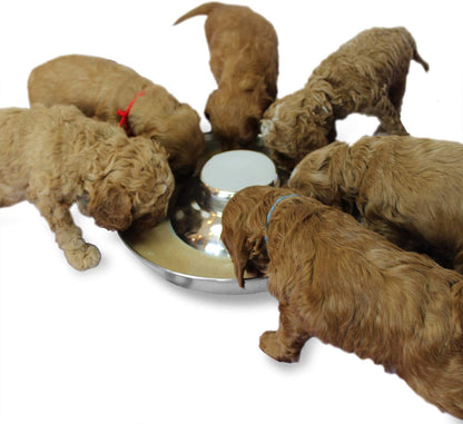 Stainless Steel Dog Bowls for Puppies - 10.3 Inch Feeding and Water Dishes