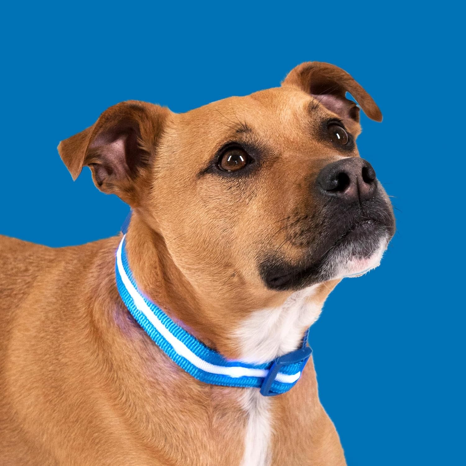 LED Dog Collar - Original USB Rechargeable and Waterproof - 1,000 Feet Visibility for Small, Medium, and Large Dogs - US Brand