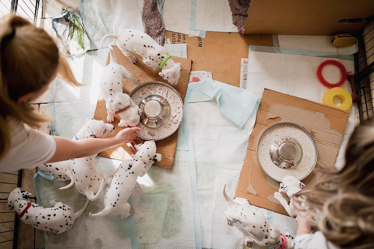 Stainless Steel Dog Bowls for Puppies - 10.3 Inch Feeding and Water Dishes